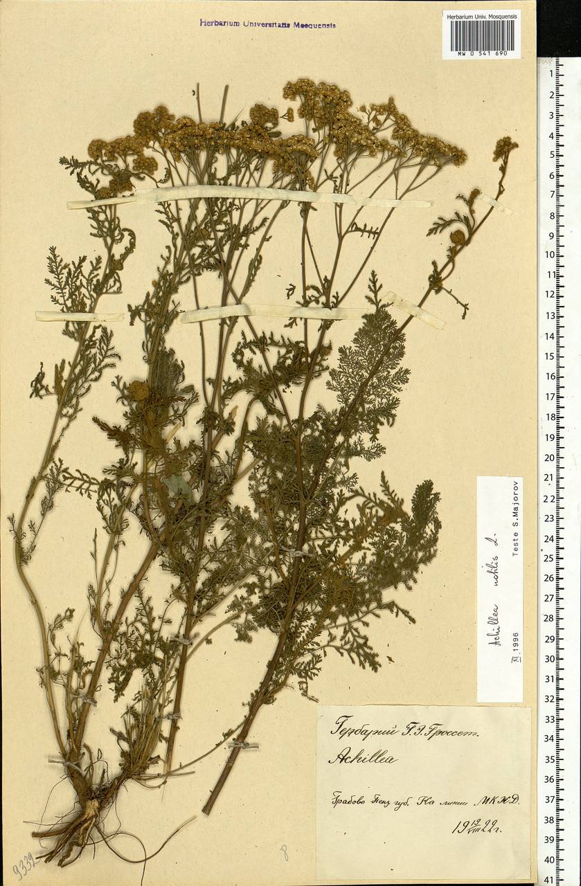 Achillea nobilis L., Eastern Europe, Middle Volga region (E8) (Russia)