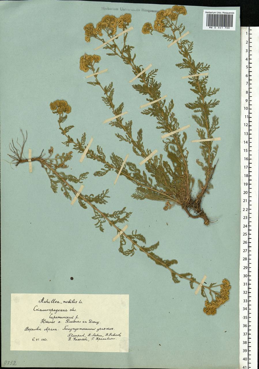 Achillea nobilis L., Eastern Europe, Lower Volga region (E9) (Russia)