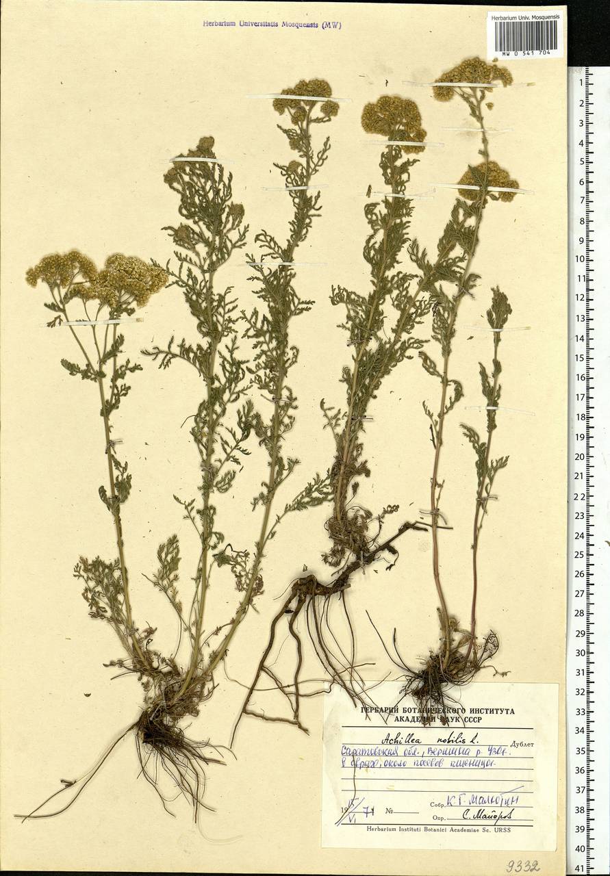 Achillea nobilis L., Eastern Europe, Lower Volga region (E9) (Russia)