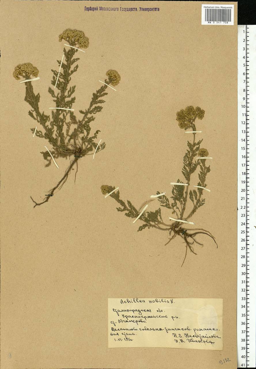 Achillea nobilis L., Eastern Europe, Lower Volga region (E9) (Russia)