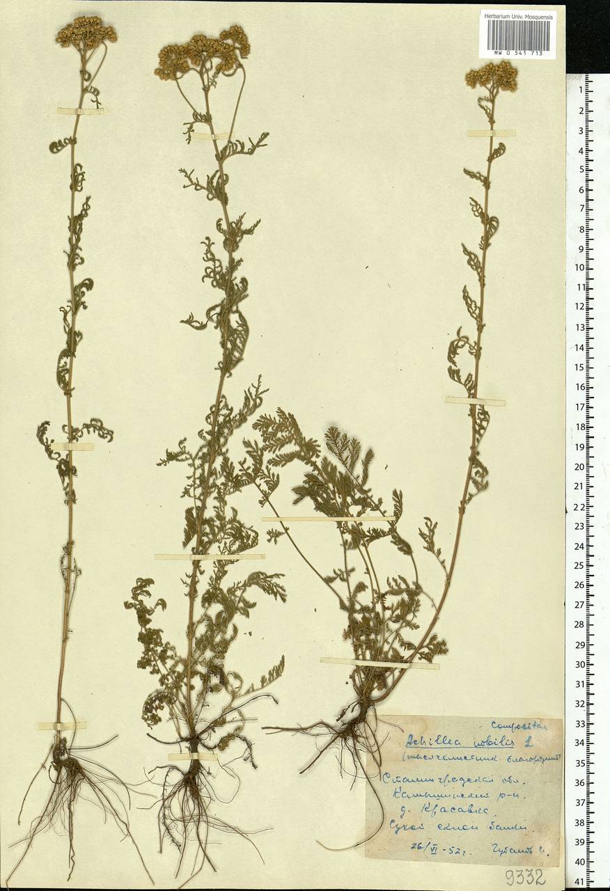 Achillea nobilis L., Eastern Europe, Lower Volga region (E9) (Russia)