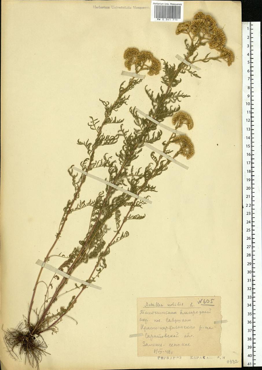 Achillea nobilis L., Eastern Europe, Lower Volga region (E9) (Russia)