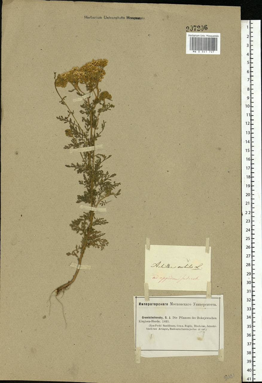Achillea nobilis L., Middle Asia, Caspian Ustyurt & Northern Aralia (M8) (Kazakhstan)