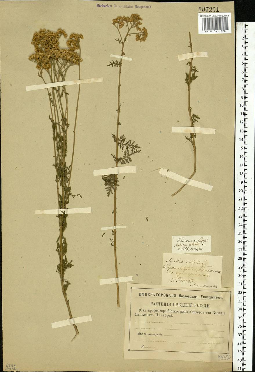 Achillea nobilis L., Eastern Europe, Lower Volga region (E9) (Russia)