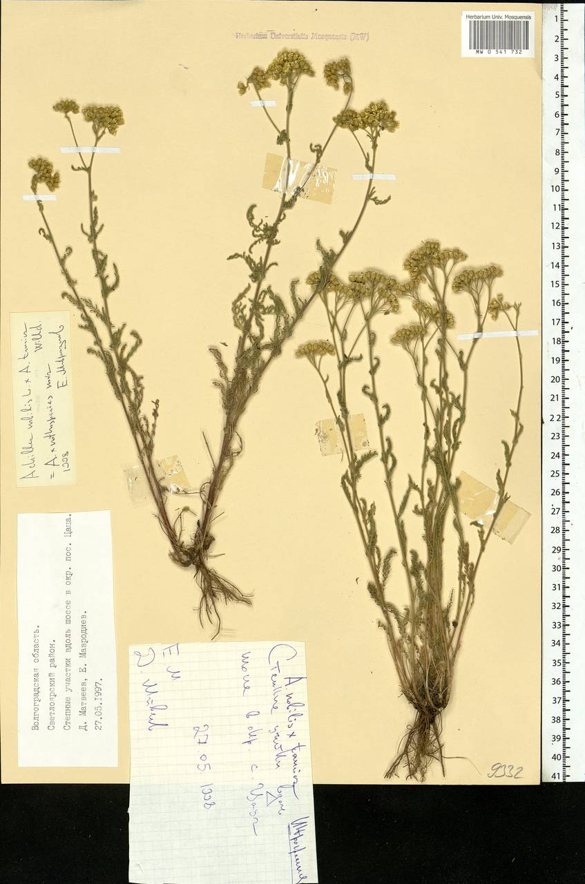 Achillea nobilis L., Eastern Europe, Lower Volga region (E9) (Russia)