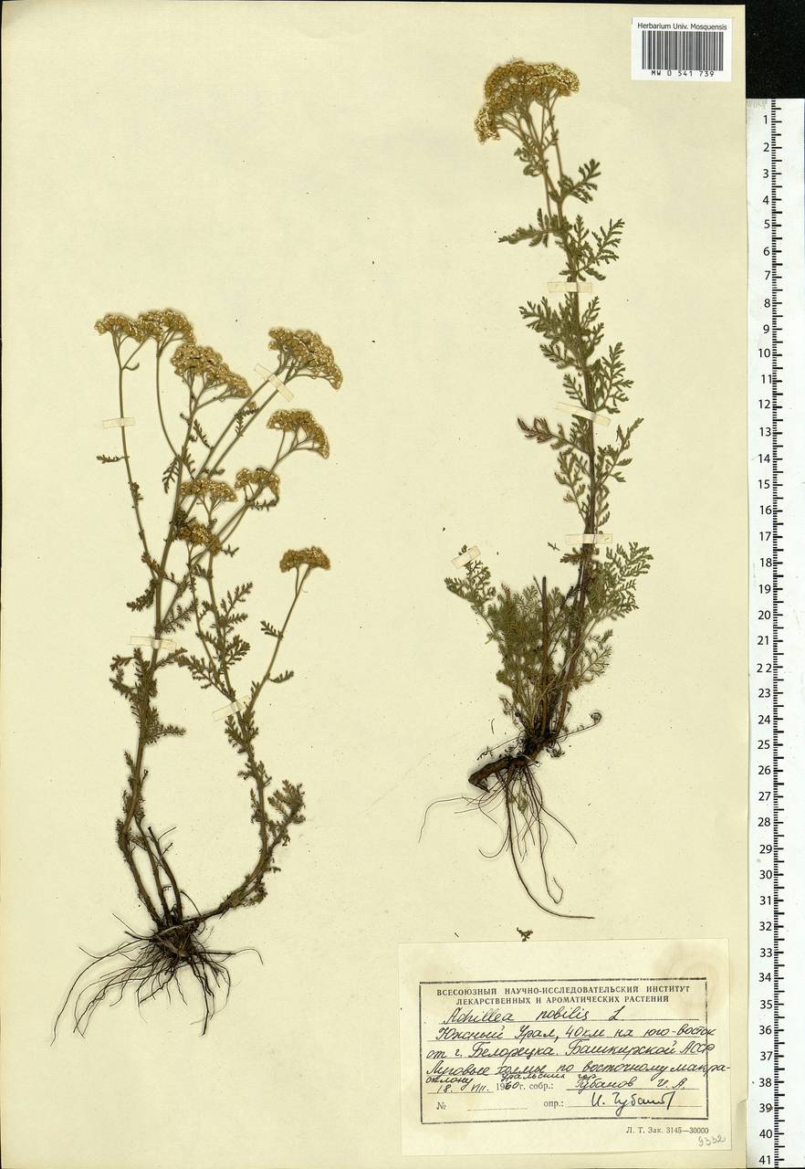 Achillea nobilis L., Eastern Europe, Eastern region (E10) (Russia)