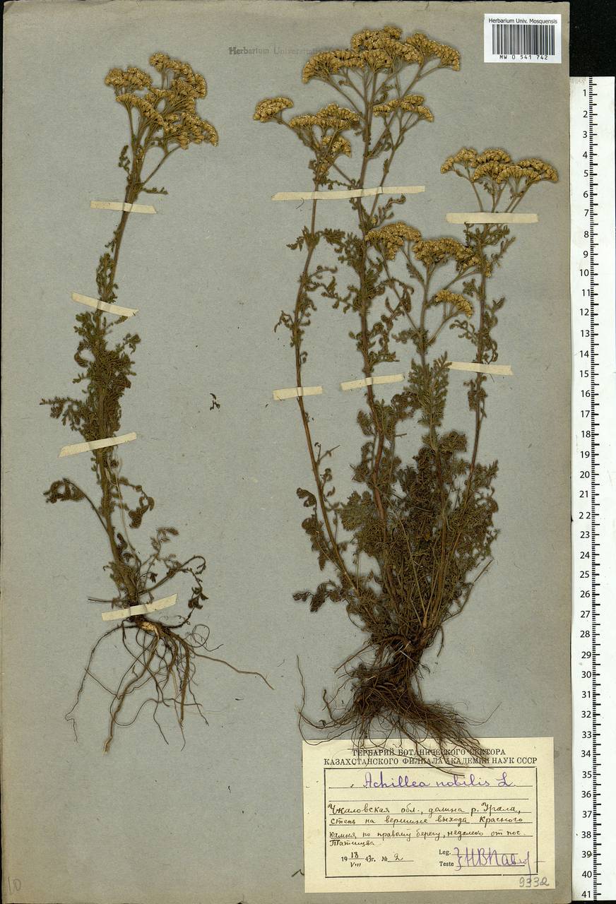 Achillea nobilis L., Eastern Europe, Eastern region (E10) (Russia)