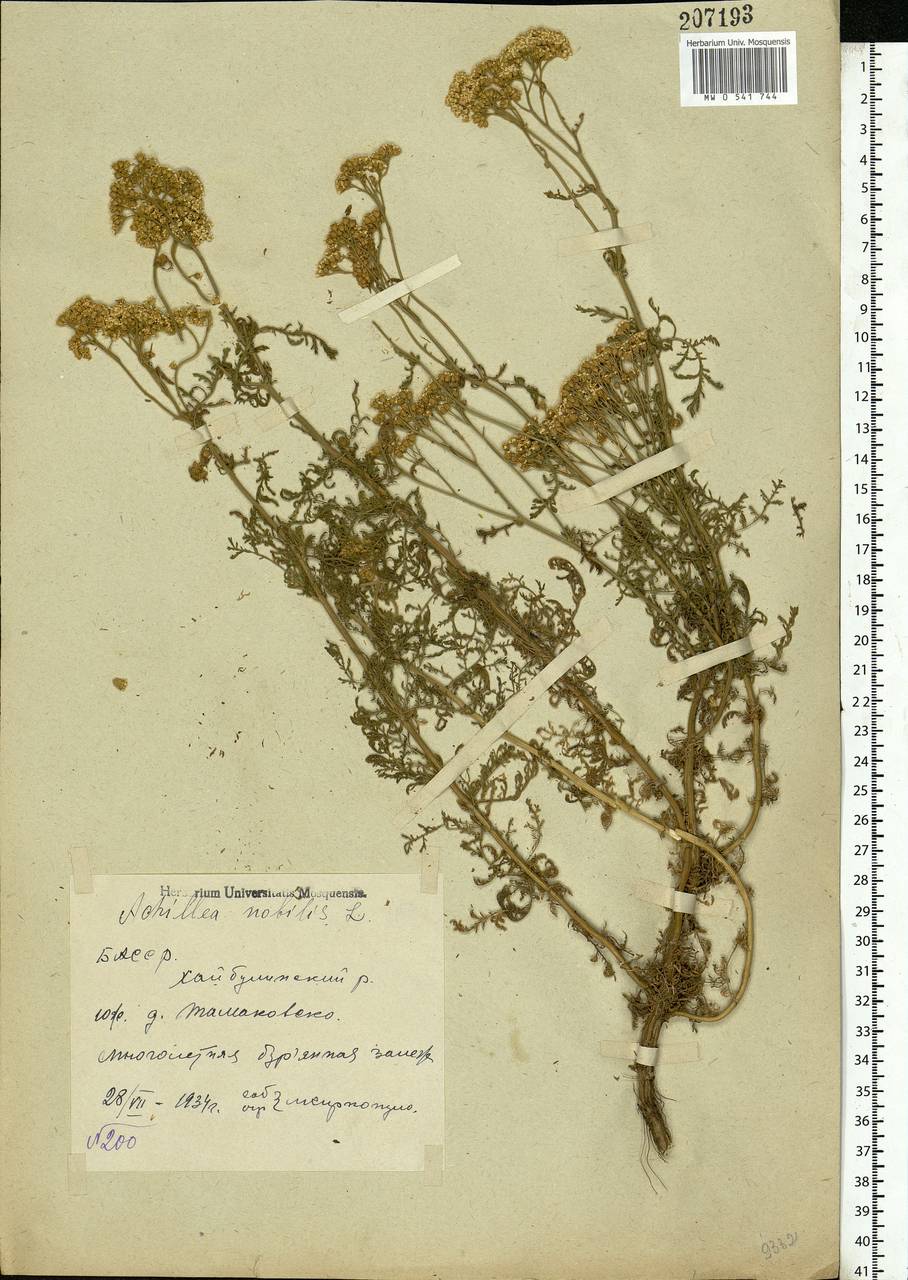 Achillea nobilis L., Eastern Europe, Eastern region (E10) (Russia)