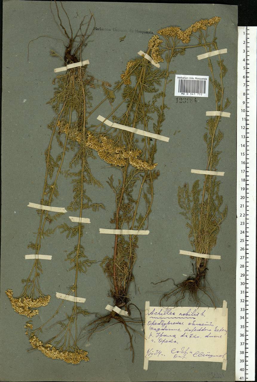 Achillea nobilis L., Eastern Europe, Eastern region (E10) (Russia)