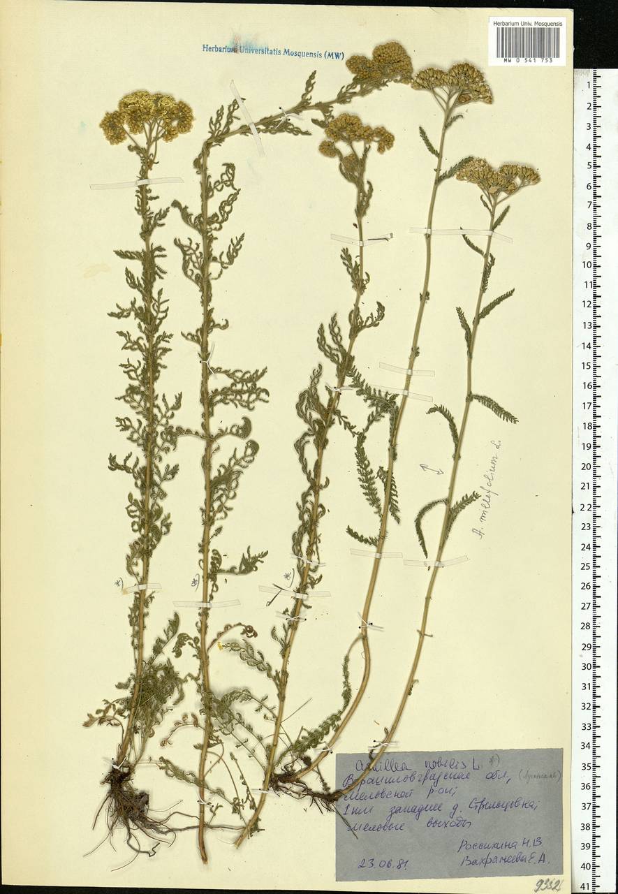 Achillea nobilis L., Eastern Europe, North Ukrainian region (E11) (Ukraine)