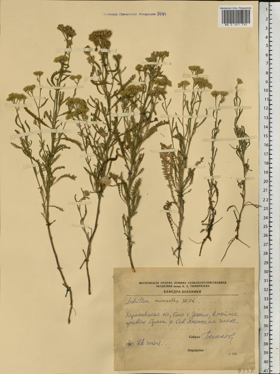 Achillea micrantha Willd., Eastern Europe, North Ukrainian region (E11) (Ukraine)