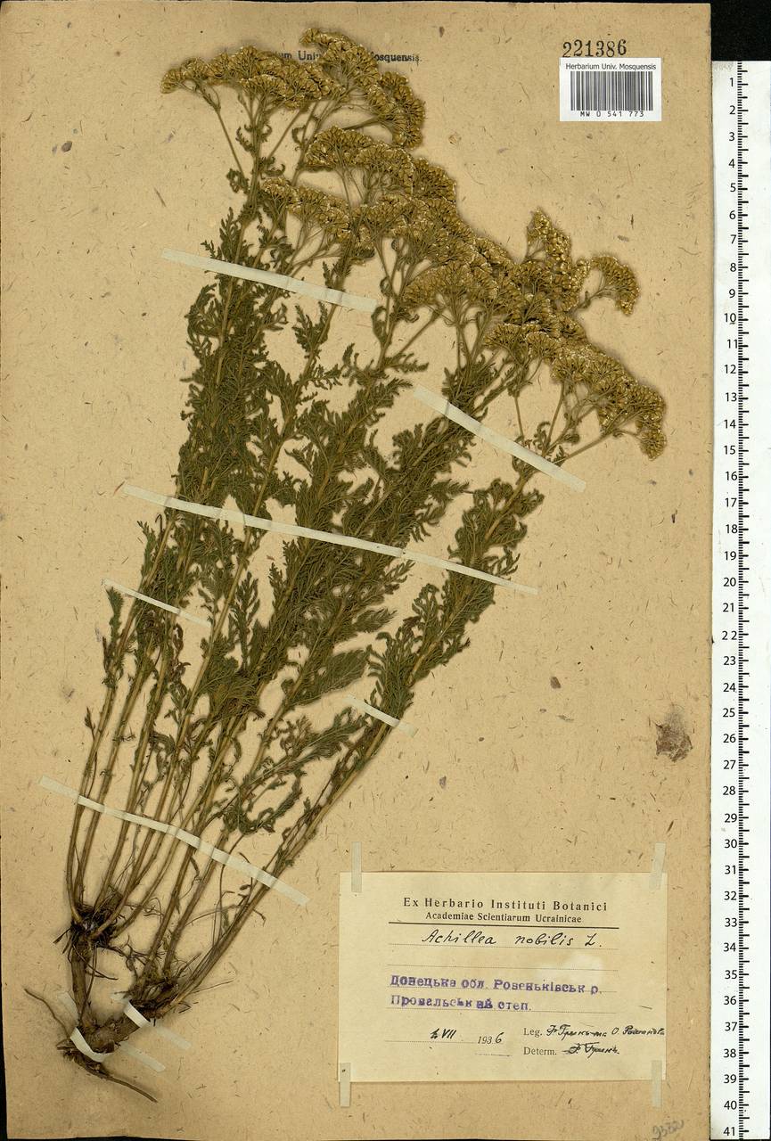 Achillea nobilis L., Eastern Europe, North Ukrainian region (E11) (Ukraine)