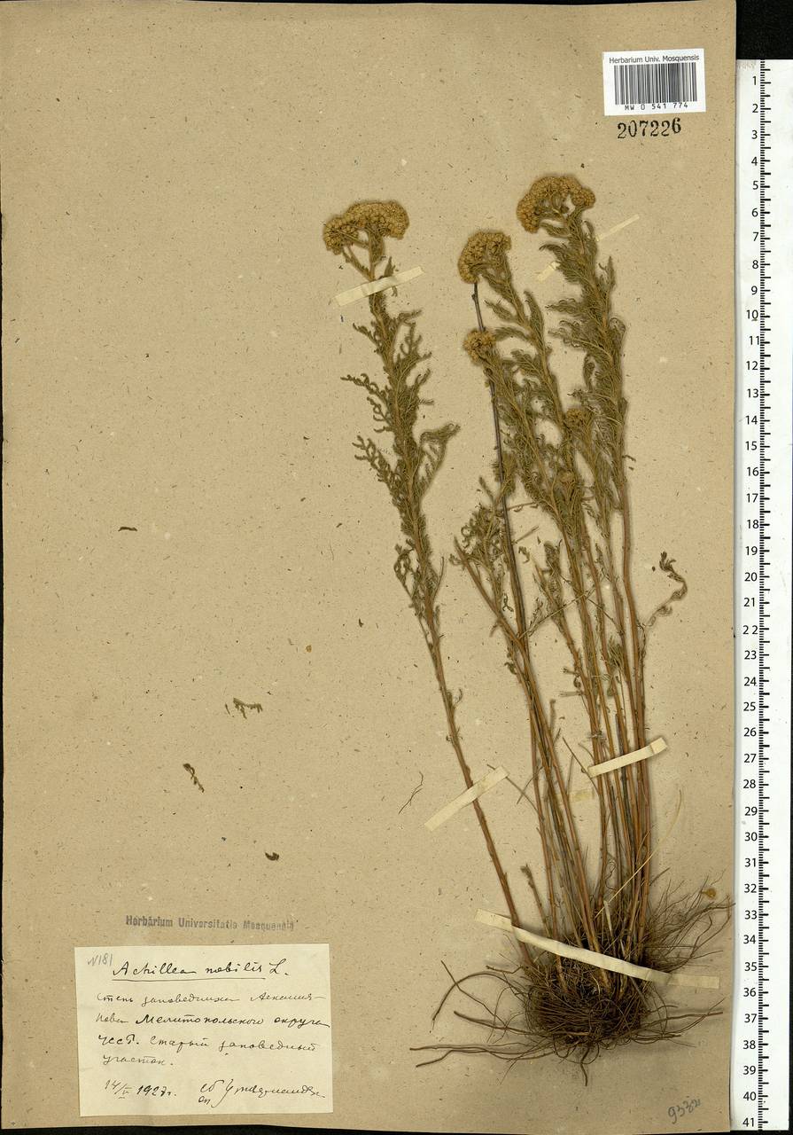 Achillea nobilis L., Eastern Europe, South Ukrainian region (E12) (Ukraine)