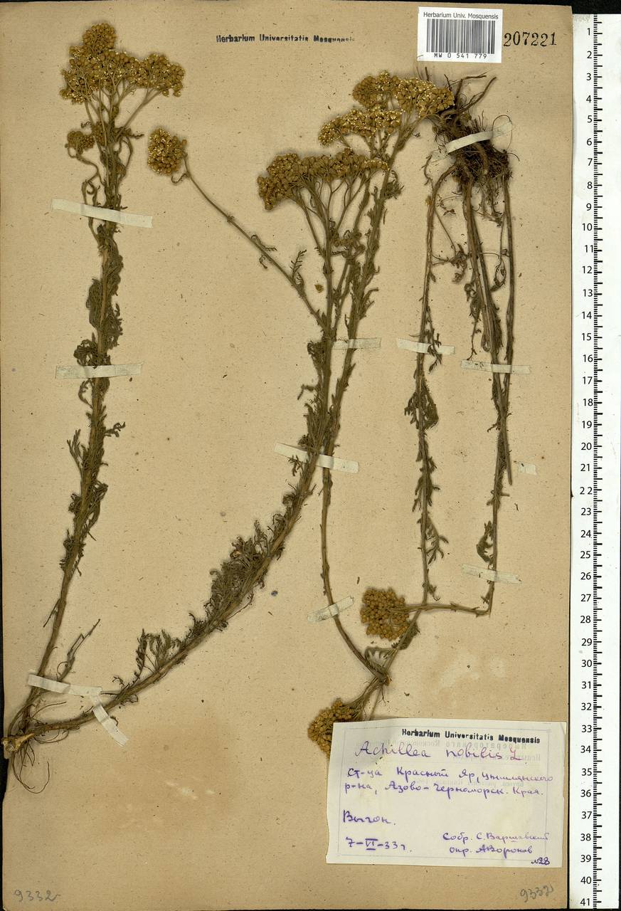 Achillea nobilis L., Eastern Europe, Rostov Oblast (E12a) (Russia)