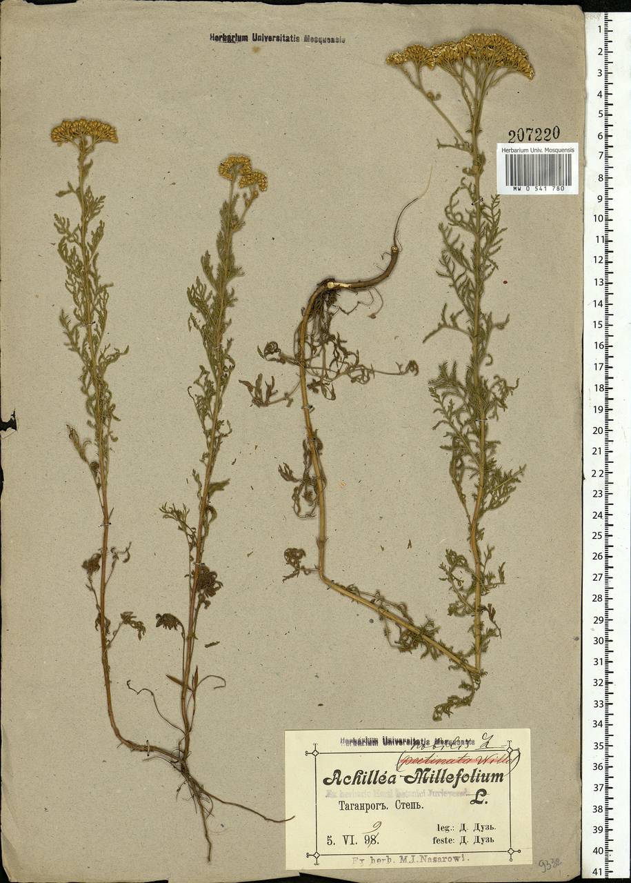 Achillea nobilis L., Eastern Europe, Rostov Oblast (E12a) (Russia)