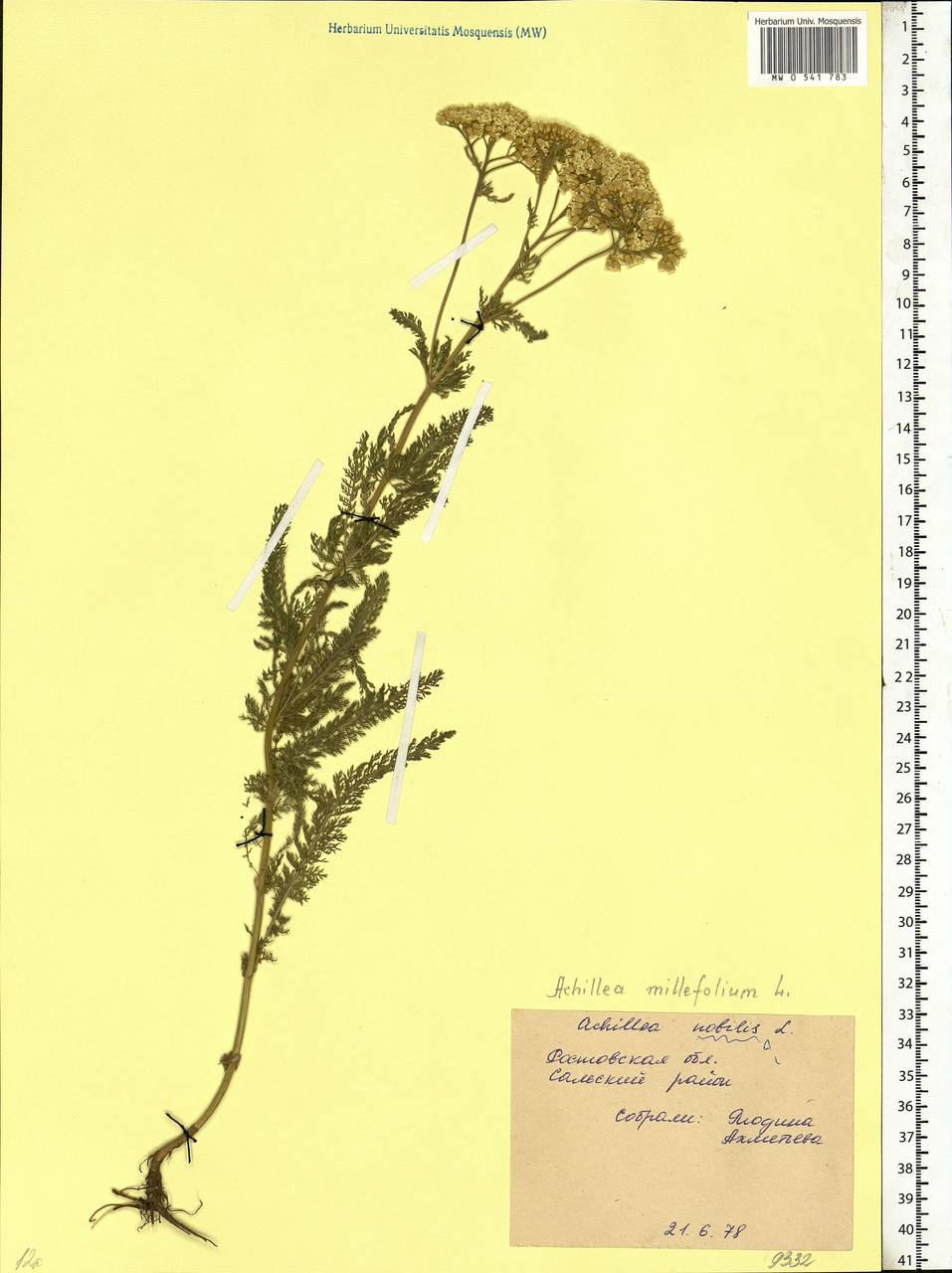 Achillea millefolium L., Eastern Europe, Rostov Oblast (E12a) (Russia)