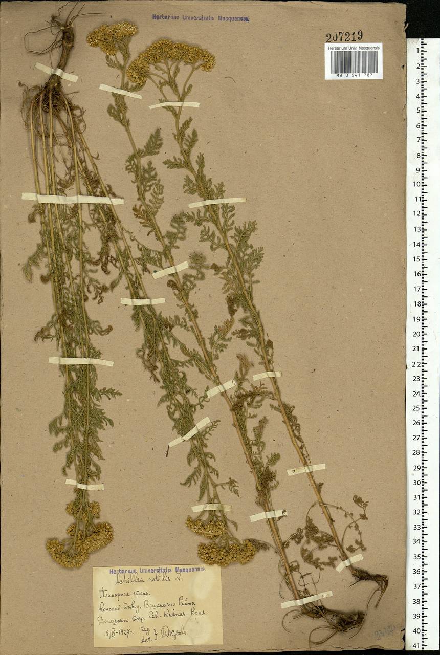 Achillea nobilis L., Eastern Europe, Rostov Oblast (E12a) (Russia)