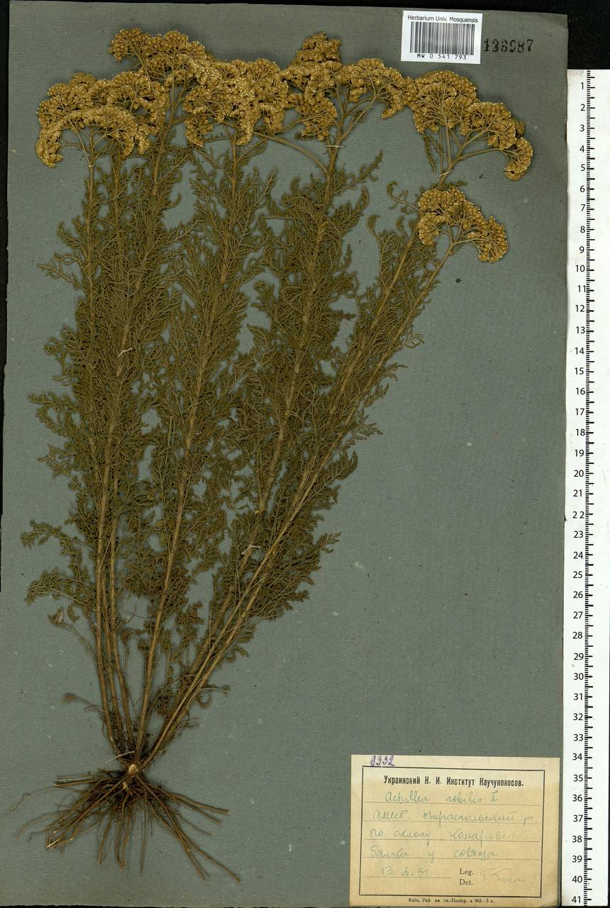 Achillea nobilis L., Eastern Europe, Moldova (E13a) (Moldova)