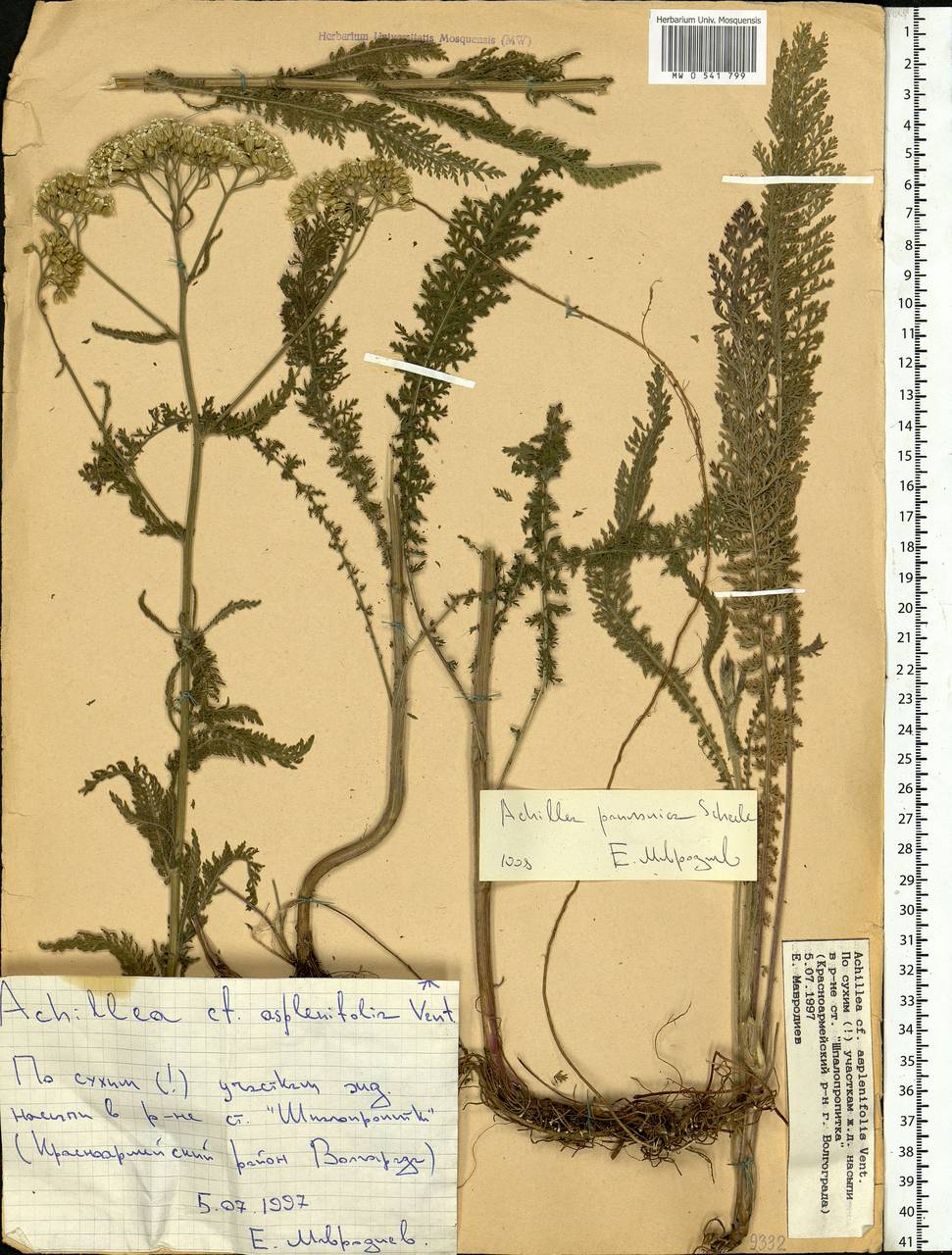 Achillea pannonica Scheele, Eastern Europe, Lower Volga region (E9) (Russia)