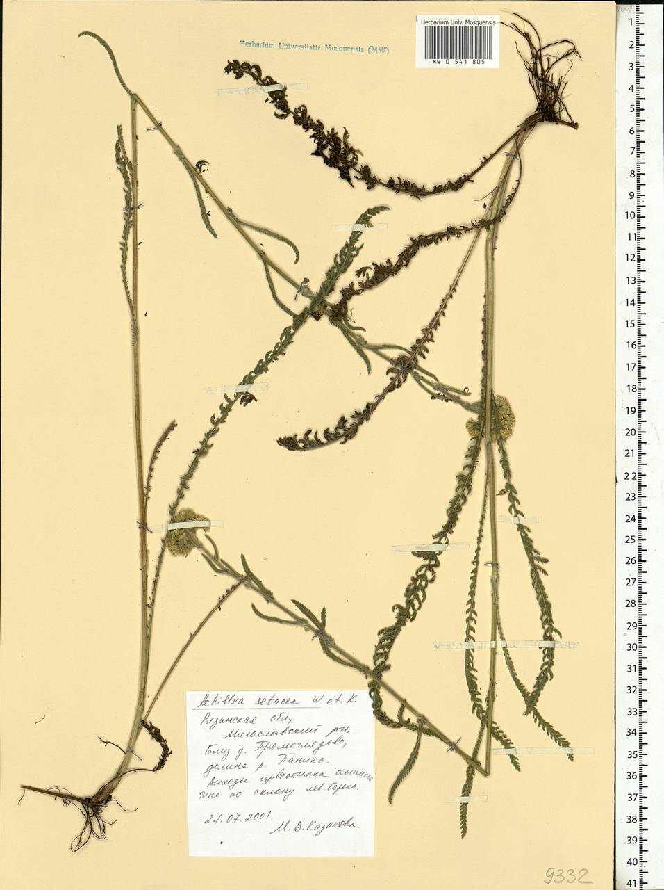 Achillea setacea Waldst. & Kit., Eastern Europe, Central region (E4) (Russia)