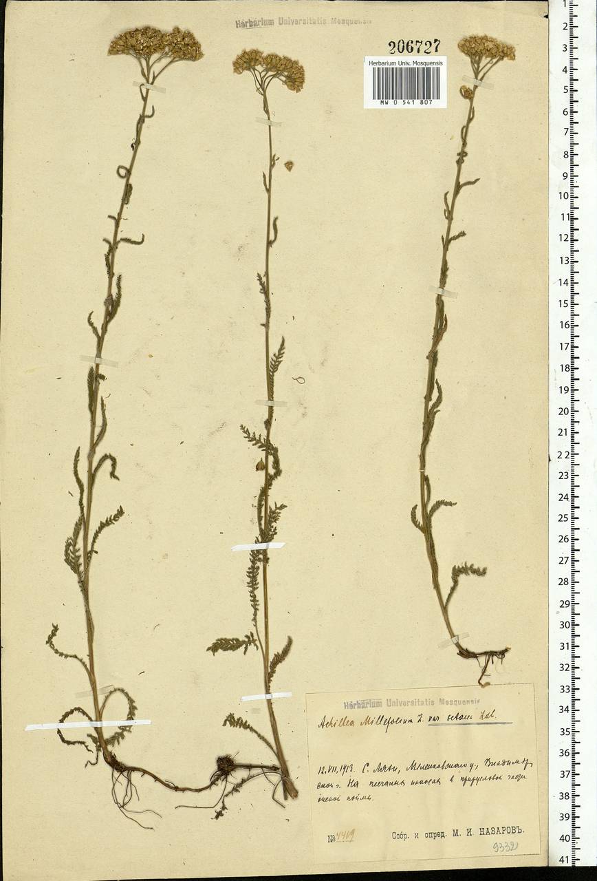 Achillea setacea Waldst. & Kit., Eastern Europe, Central region (E4) (Russia)