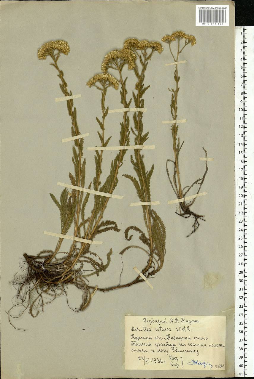 Achillea setacea Waldst. & Kit., Eastern Europe, Central forest-and-steppe region (E6) (Russia)