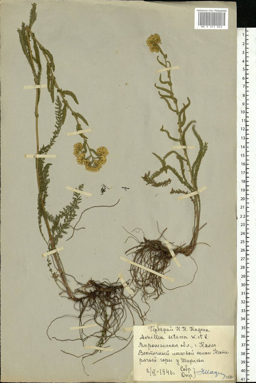 Achillea setacea Waldst. & Kit., Eastern Europe, Central forest-and-steppe region (E6) (Russia)