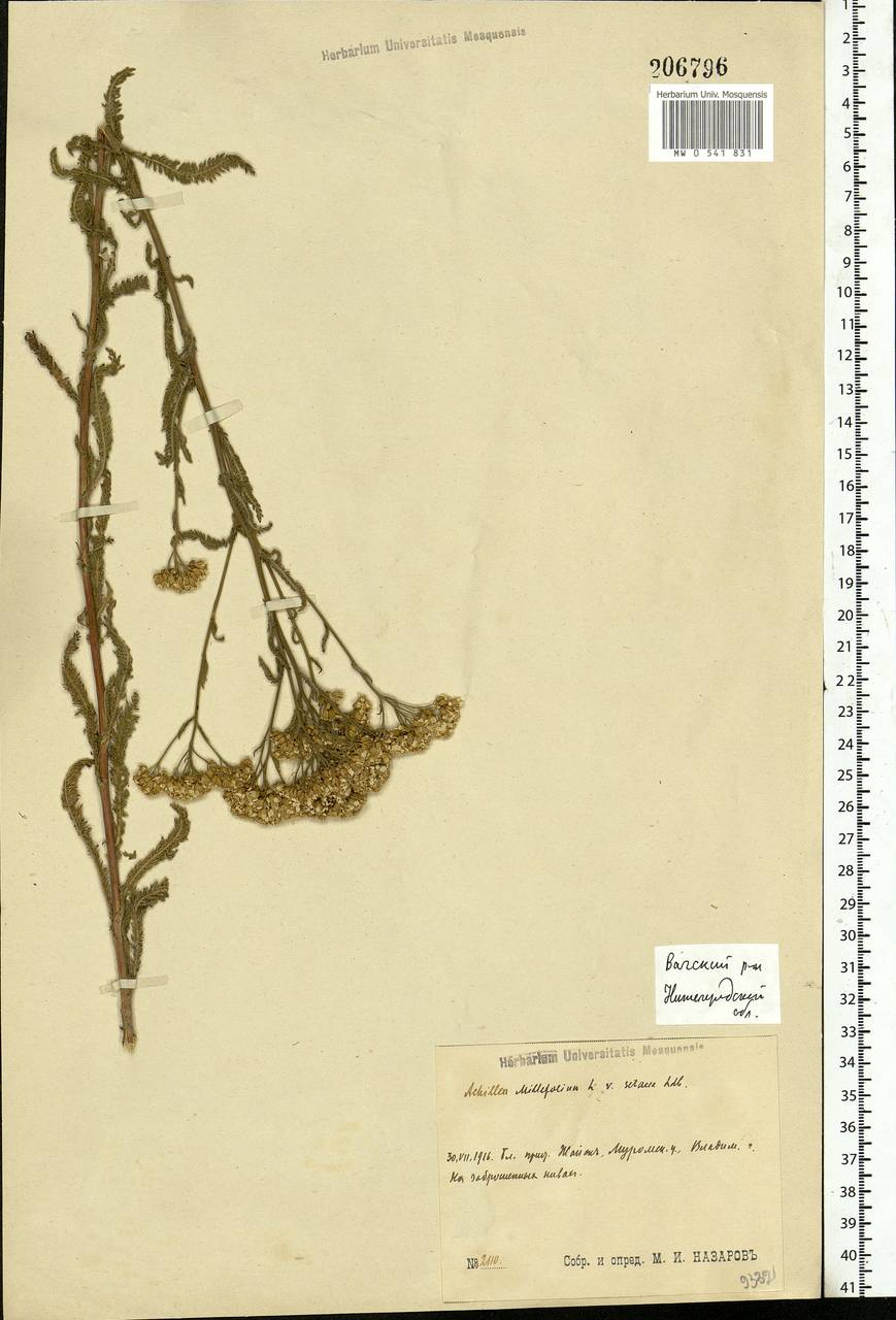 Achillea setacea Waldst. & Kit., Eastern Europe, Volga-Kama region (E7) (Russia)