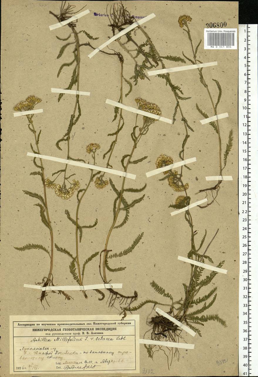 Achillea setacea Waldst. & Kit., Eastern Europe, Volga-Kama region (E7) (Russia)