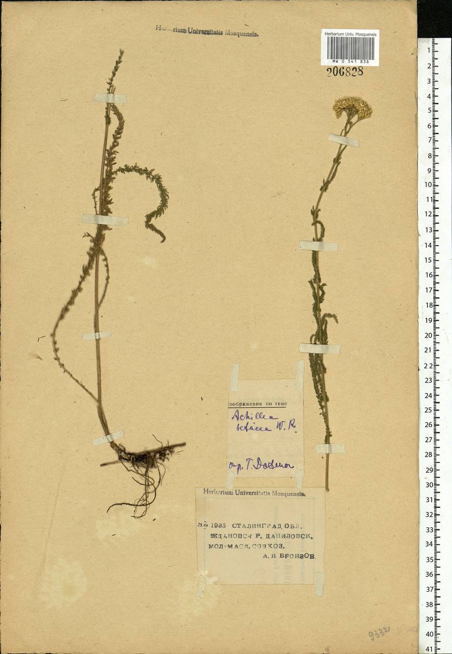 Achillea setacea Waldst. & Kit., Eastern Europe, Lower Volga region (E9) (Russia)