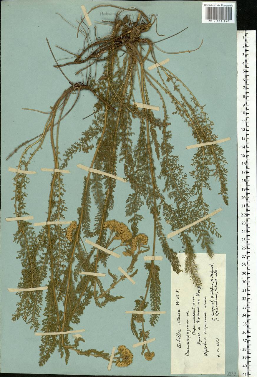 Achillea setacea Waldst. & Kit., Eastern Europe, Lower Volga region (E9) (Russia)