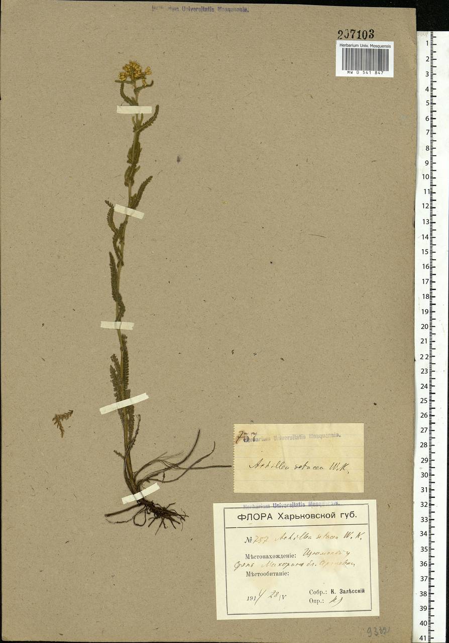 Achillea setacea Waldst. & Kit., Eastern Europe, North Ukrainian region (E11) (Ukraine)