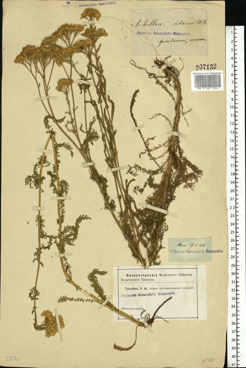 Achillea setacea Waldst. & Kit., Eastern Europe, Rostov Oblast (E12a) (Russia)