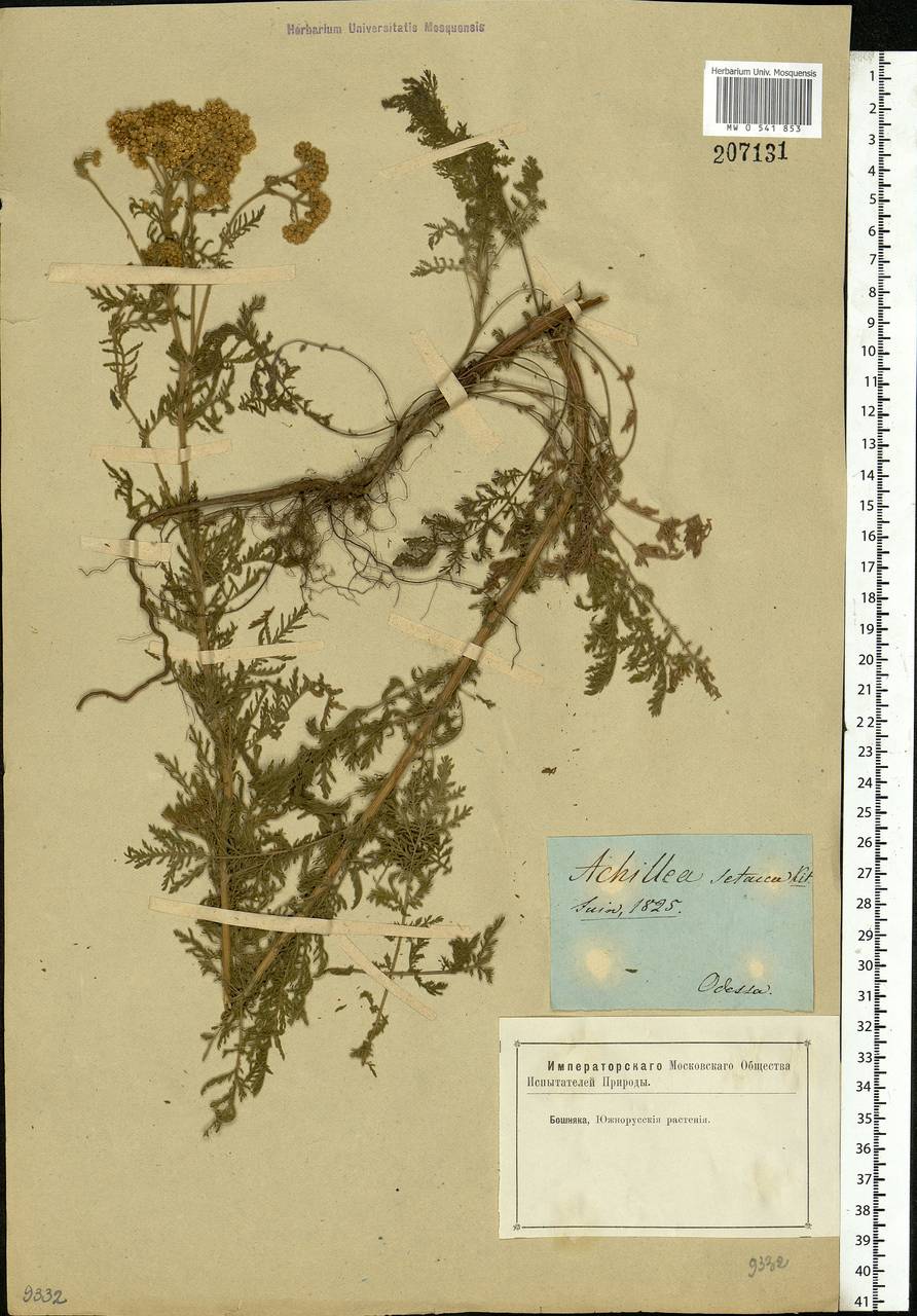 Achillea setacea Waldst. & Kit., Eastern Europe, South Ukrainian region (E12) (Ukraine)