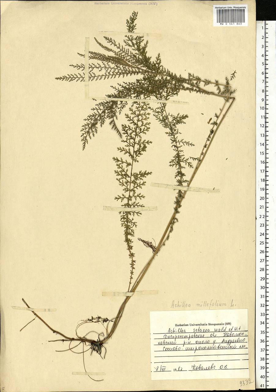 Achillea millefolium L., Eastern Europe, South Ukrainian region (E12) (Ukraine)