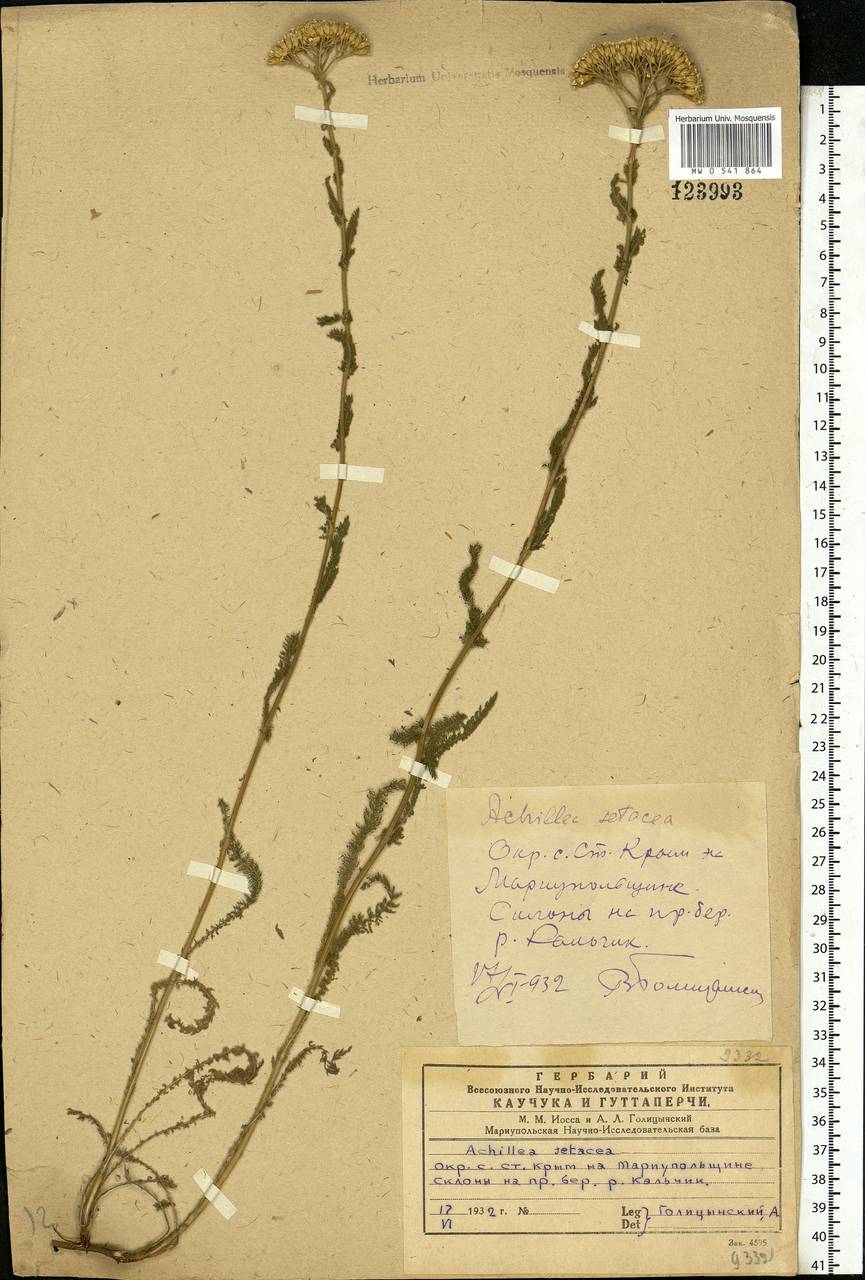 Achillea setacea Waldst. & Kit., Eastern Europe, South Ukrainian region (E12) (Ukraine)