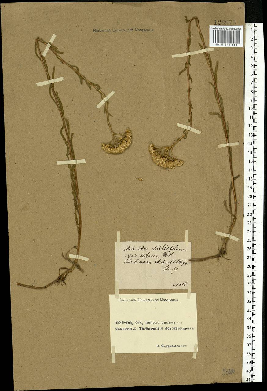 Achillea setacea Waldst. & Kit., Eastern Europe, Rostov Oblast (E12a) (Russia)