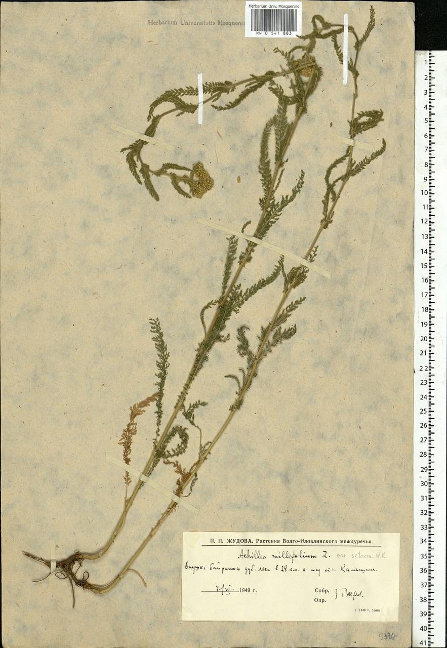 Achillea setacea Waldst. & Kit., Eastern Europe, Lower Volga region (E9) (Russia)