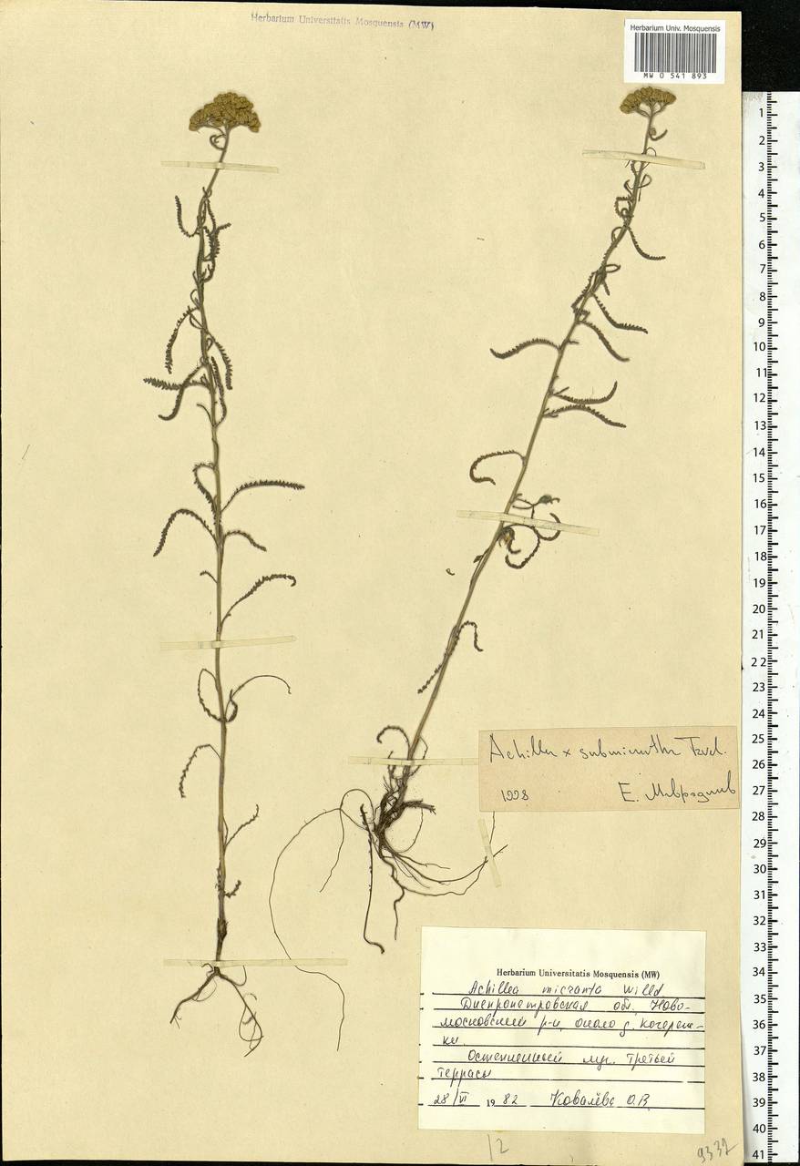Achillea ×submicrantha Tzvelev, Eastern Europe, South Ukrainian region (E12) (Ukraine)