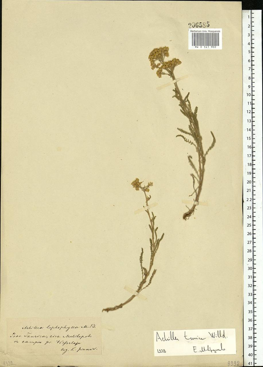Achillea leptophylla M. Bieb., Eastern Europe, South Ukrainian region (E12) (Ukraine)