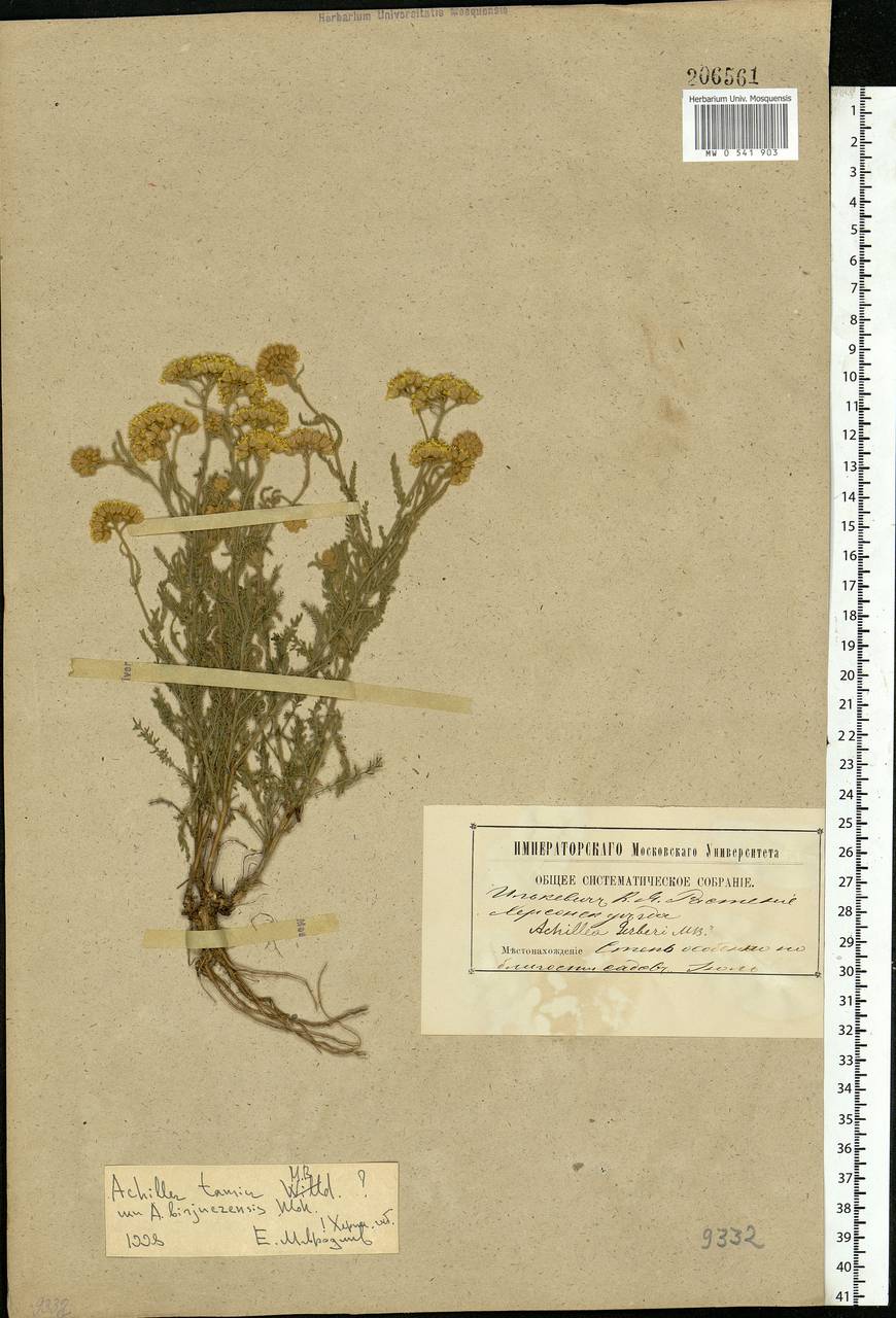 Achillea leptophylla M. Bieb., Eastern Europe, South Ukrainian region (E12) (Ukraine)