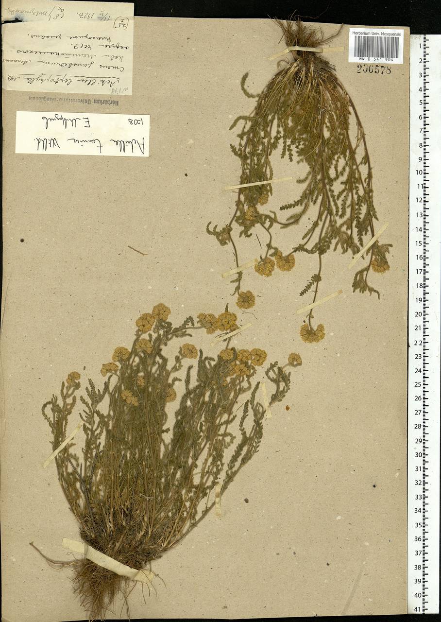 Achillea leptophylla M. Bieb., Eastern Europe, South Ukrainian region (E12) (Ukraine)