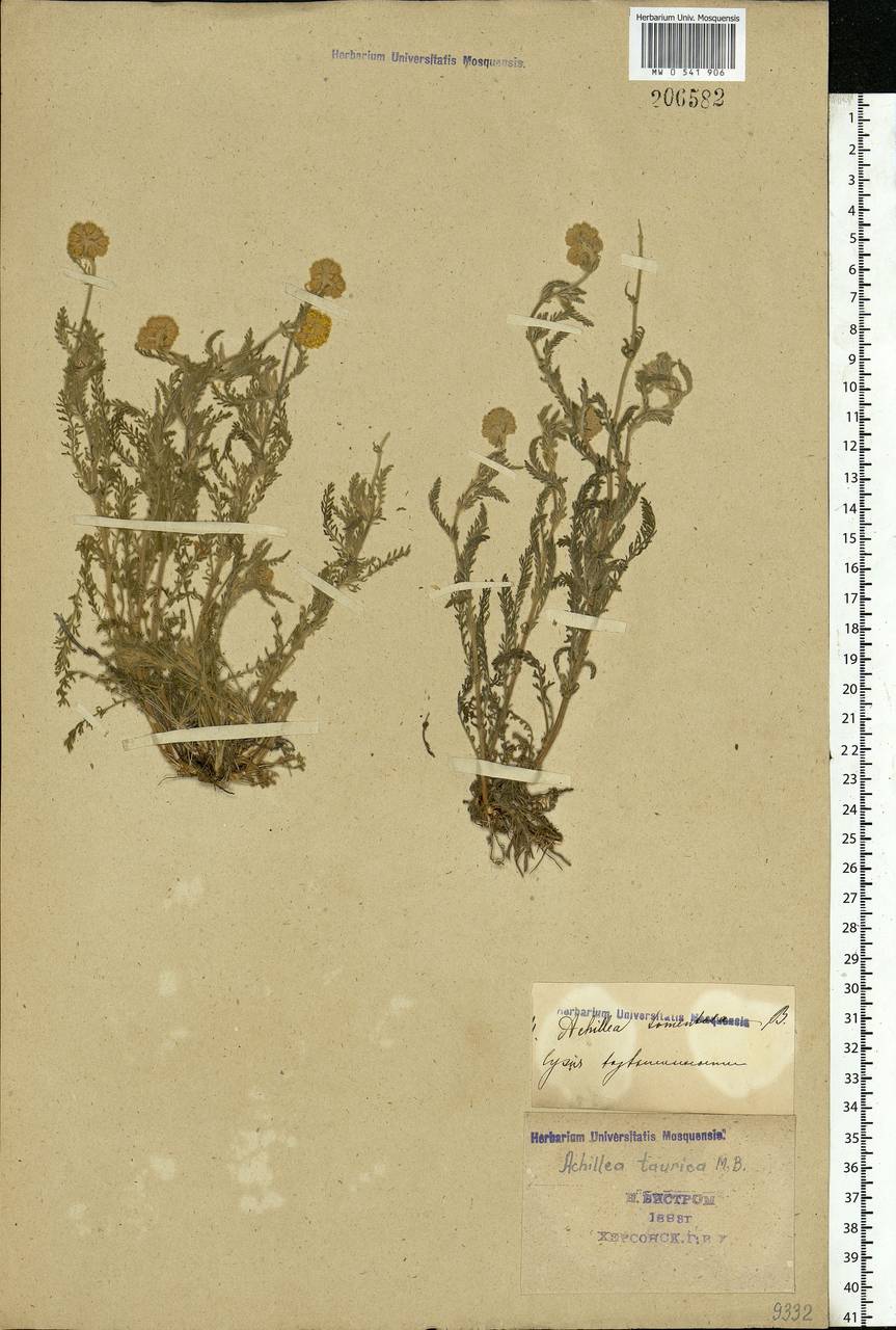 Achillea leptophylla M. Bieb., Eastern Europe, South Ukrainian region (E12) (Ukraine)