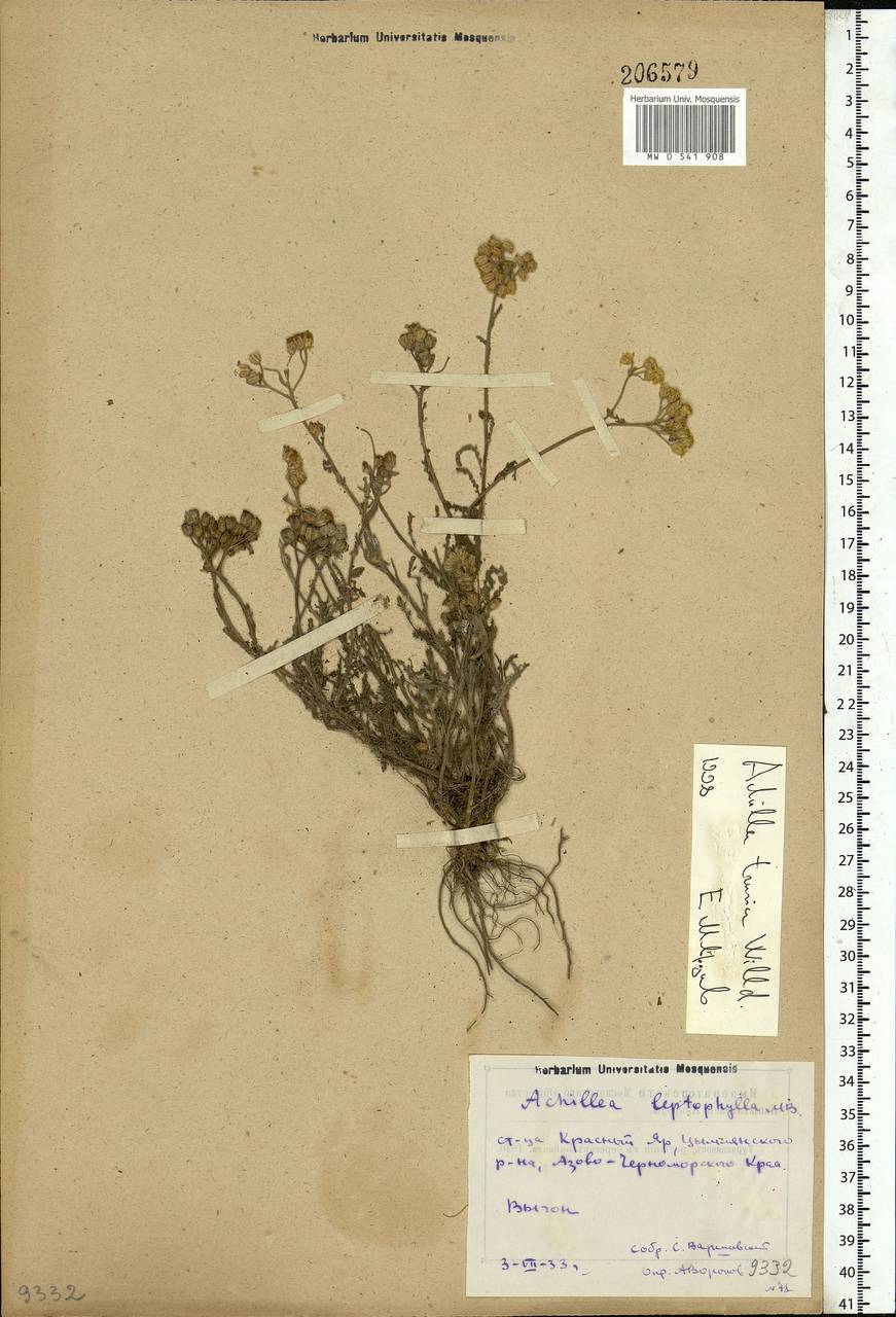 Achillea leptophylla M. Bieb., Eastern Europe, Rostov Oblast (E12a) (Russia)