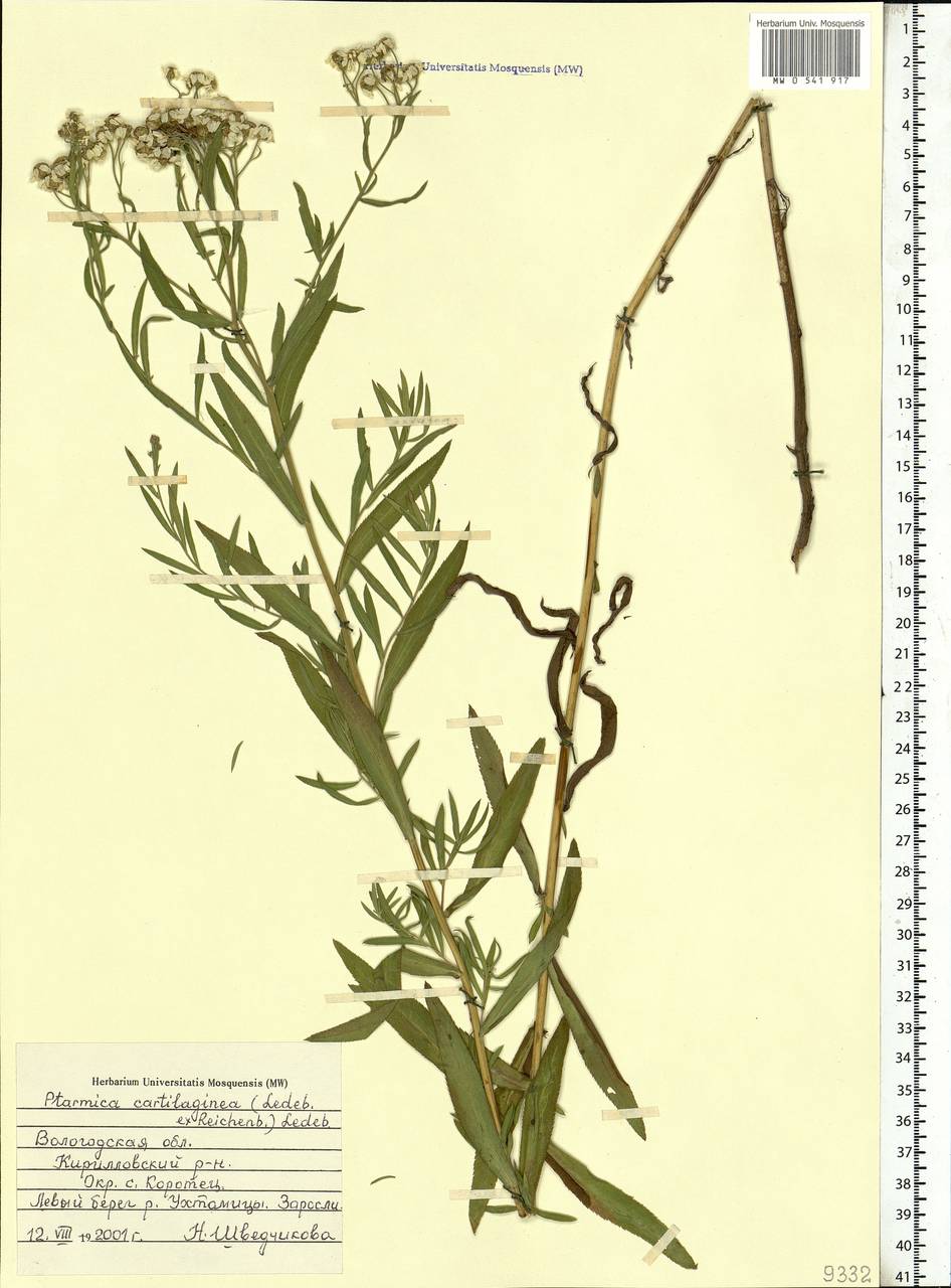 Achillea salicifolia subsp. salicifolia, Eastern Europe, Northern region (E1) (Russia)