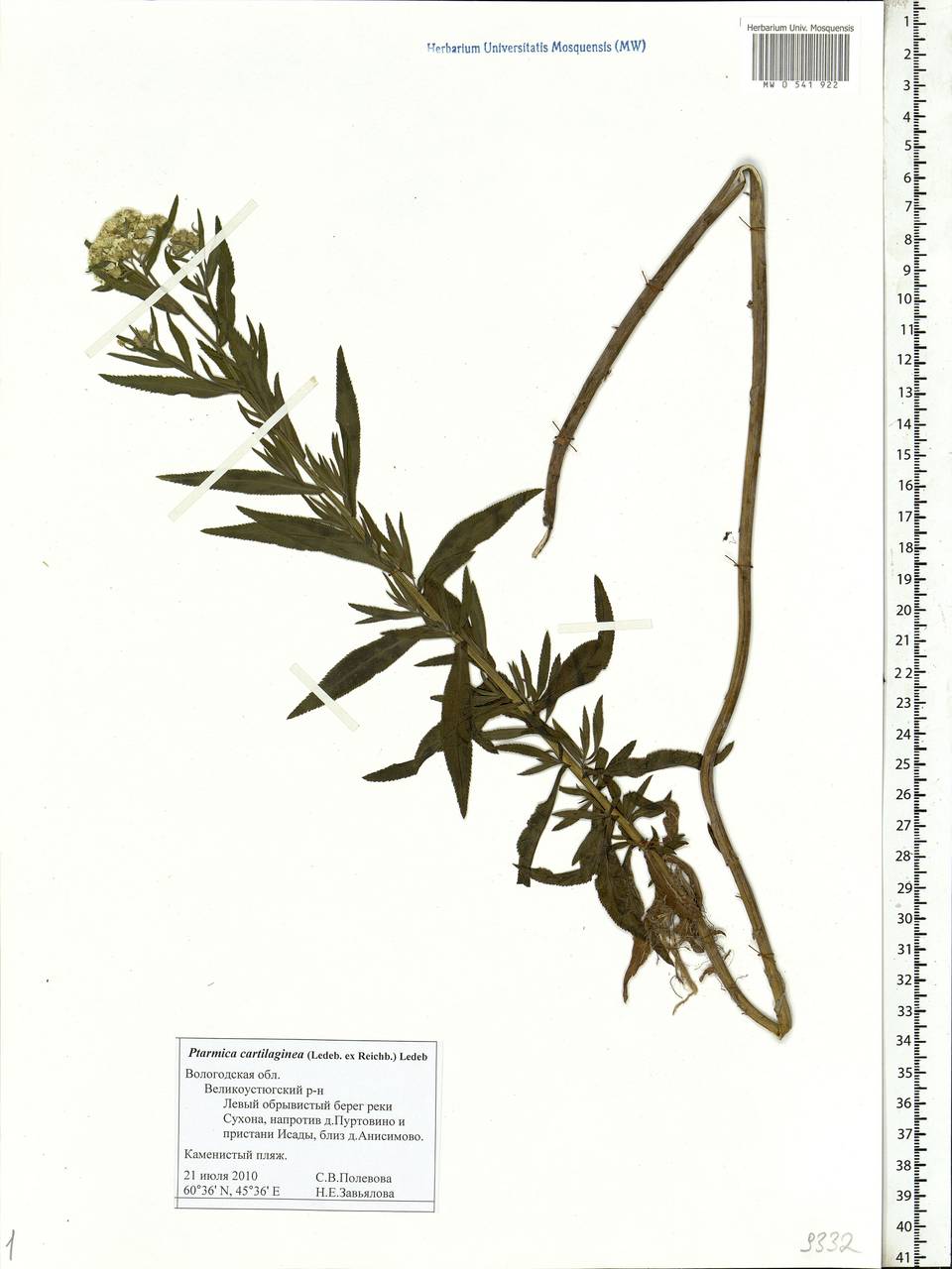 Achillea salicifolia subsp. salicifolia, Eastern Europe, Northern region (E1) (Russia)