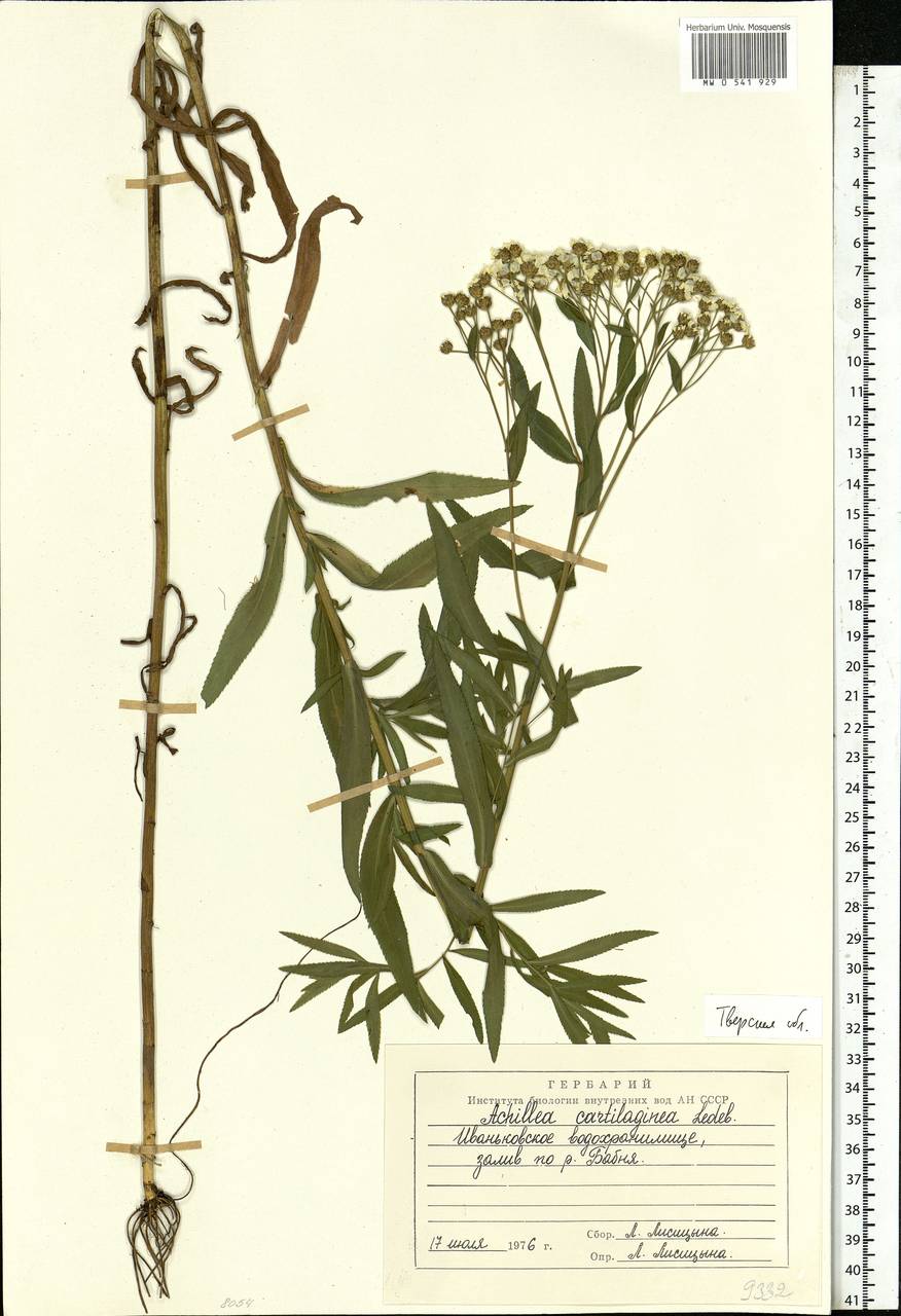 Achillea salicifolia subsp. salicifolia, Eastern Europe, North-Western region (E2) (Russia)