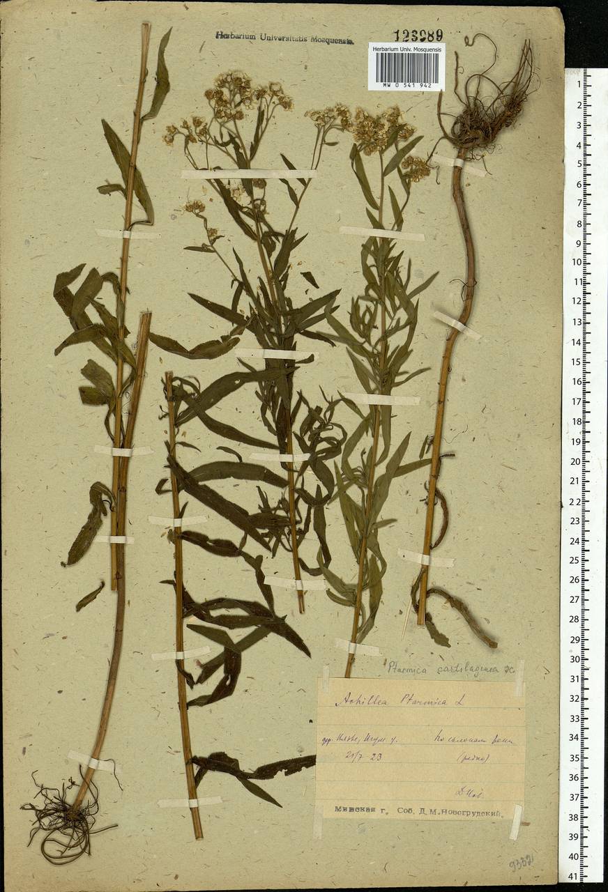 Achillea salicifolia subsp. salicifolia, Eastern Europe, Belarus (E3a) (Belarus)