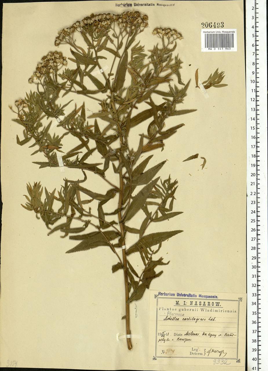 Achillea salicifolia subsp. salicifolia, Eastern Europe, Central region (E4) (Russia)
