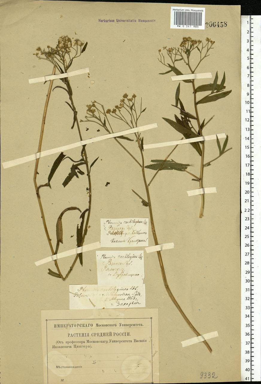 Achillea salicifolia subsp. salicifolia, Eastern Europe, Central region (E4) (Russia)